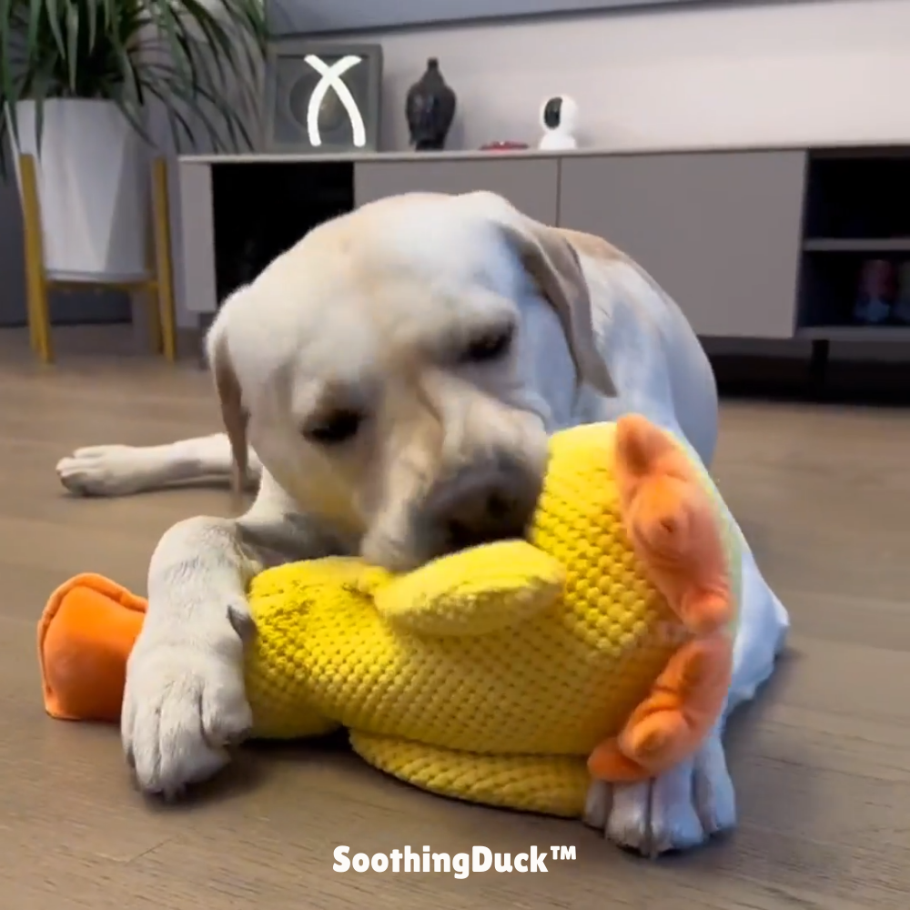 SoothingDuck™ | Anti-Stress-Ente für Ihren Hund