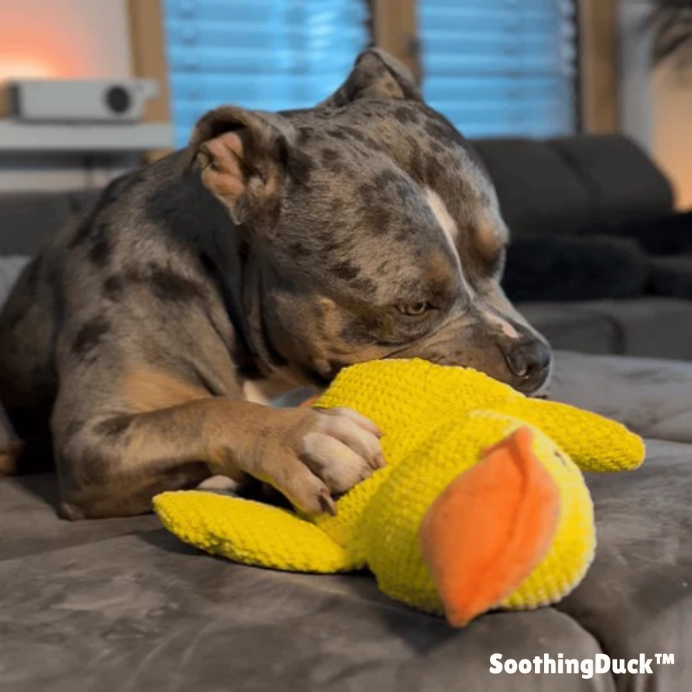 SoothingDuck™ | Anti-Stress-Ente für Ihren Hund