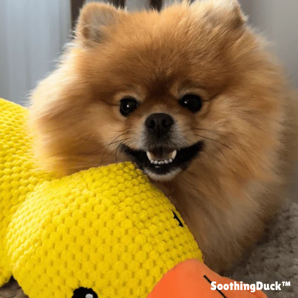 SoothingDuck™ | Anti-Stress-Ente für Ihren Hund